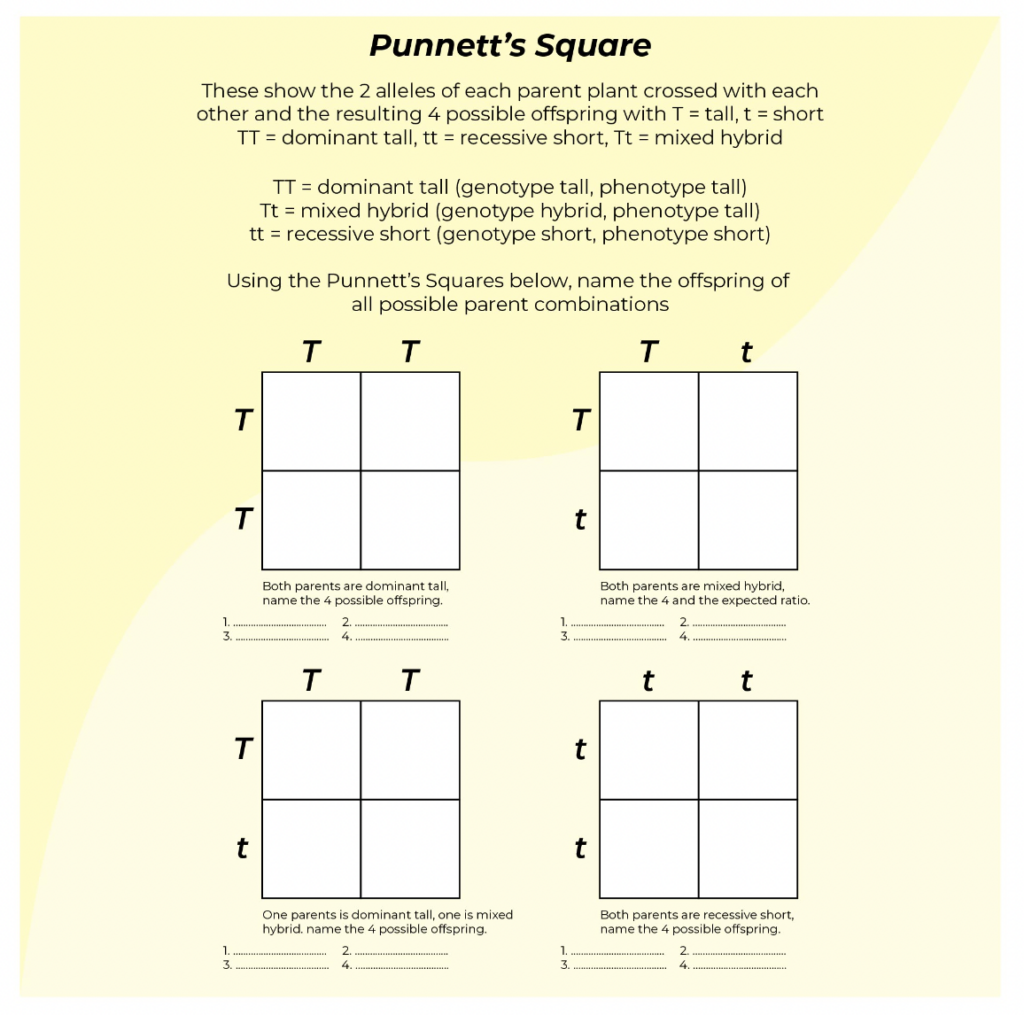 40 Punnett Square Practice Worksheet To Download In PDF