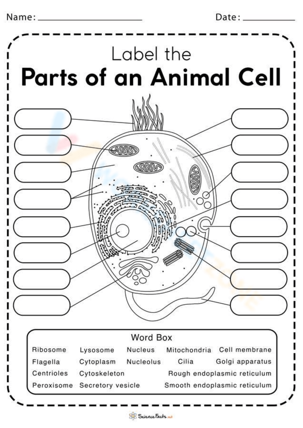 9th Grade Animal Cell Worksheets Printable 9th Grade Animal Cell Worksheets Printable