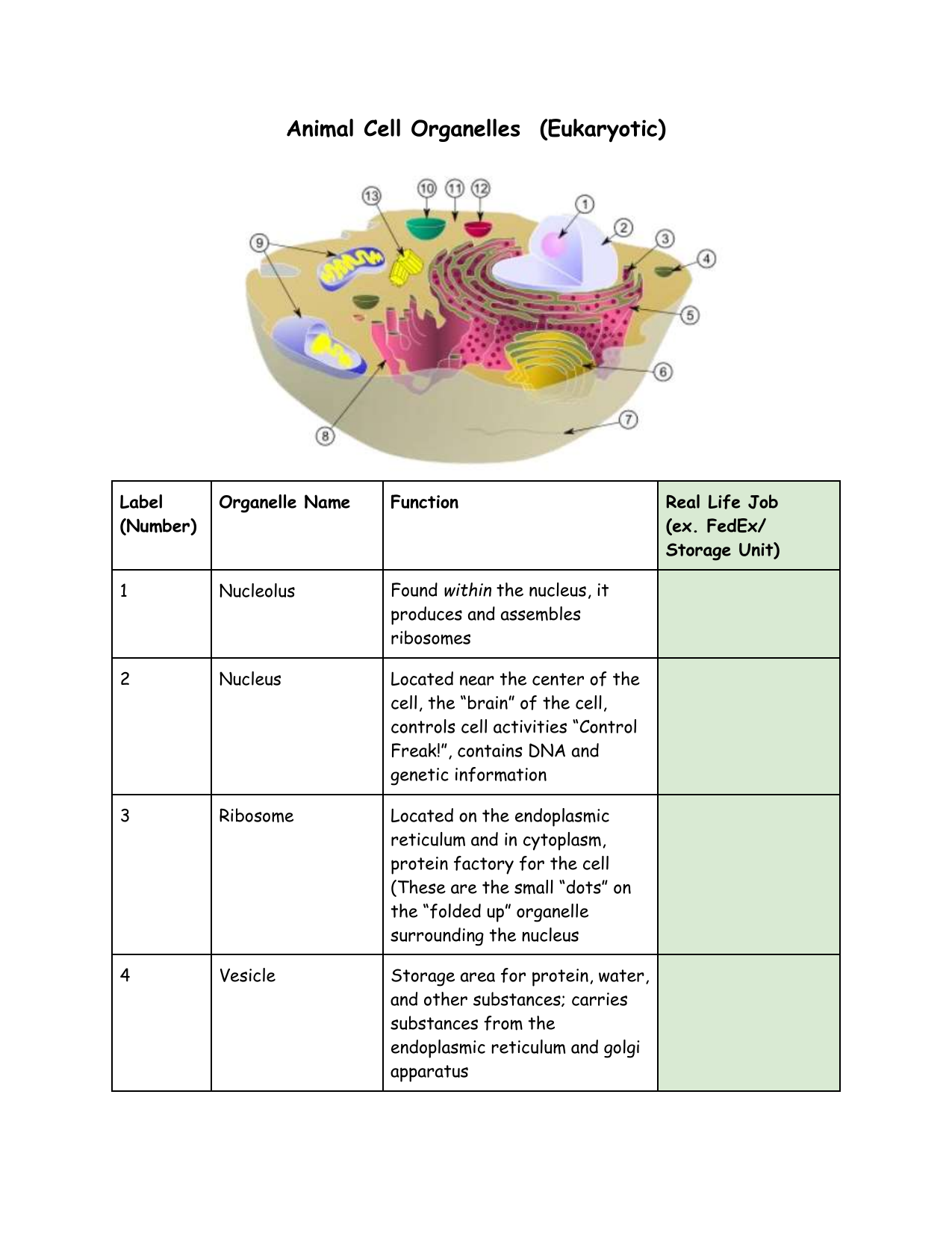 Animal Cell Organelles Worksheet Functions Analogies Animal Cell Organelles Worksheet Functions Analogies