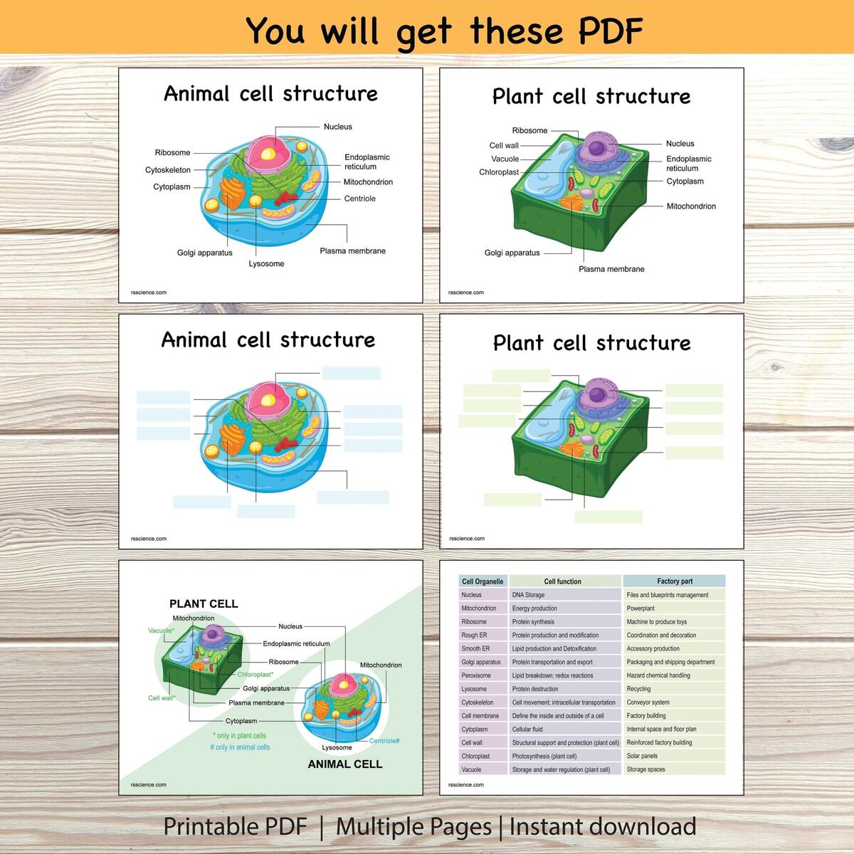 Animal Plant Cell Structure Worksheet Labeling Diagram Printable Etsy Animal Plant Cell Structure Worksheet Labeling Diagram Printable Etsy
