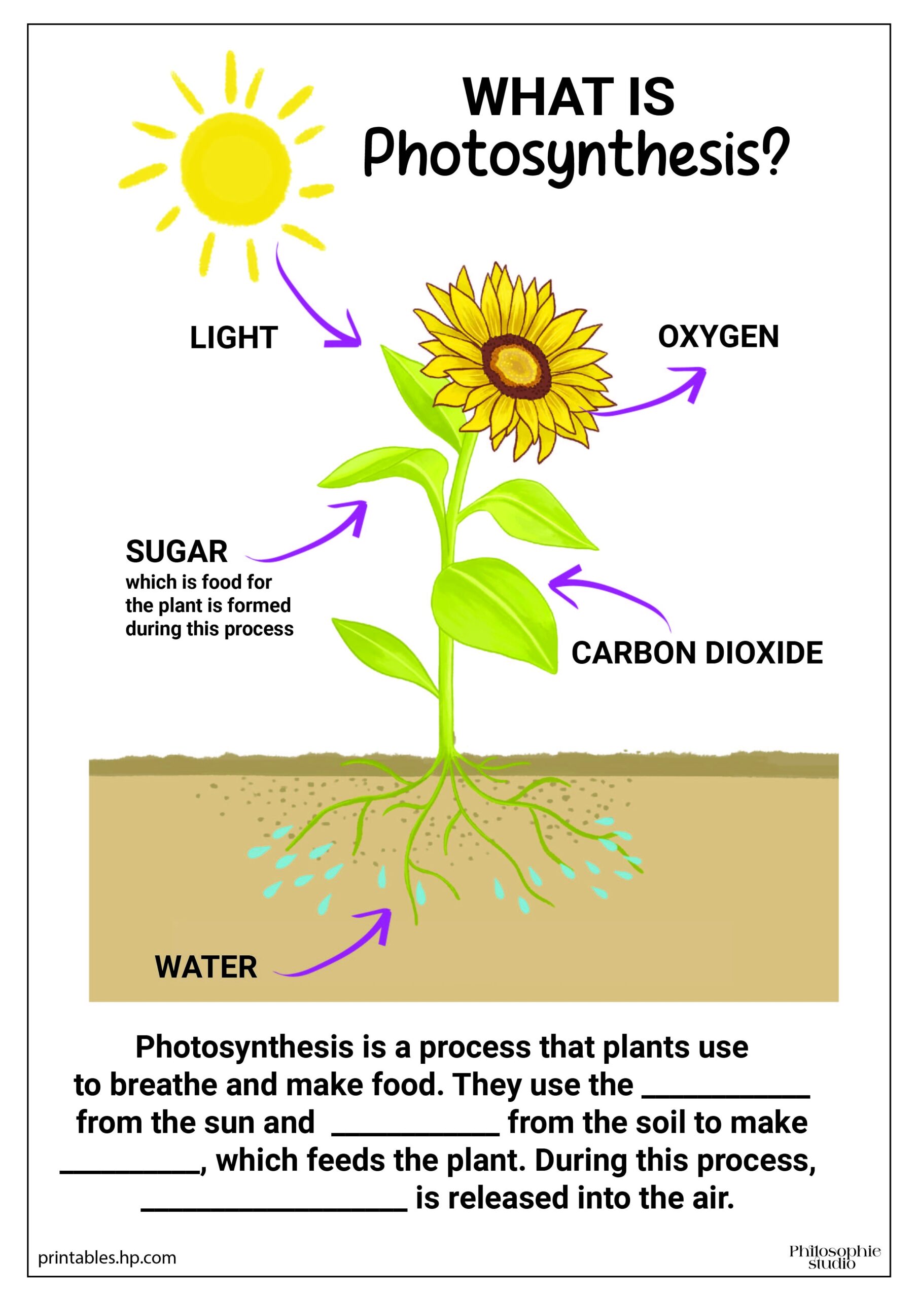 Storyboard That Photosynthesis Worksheet Templates