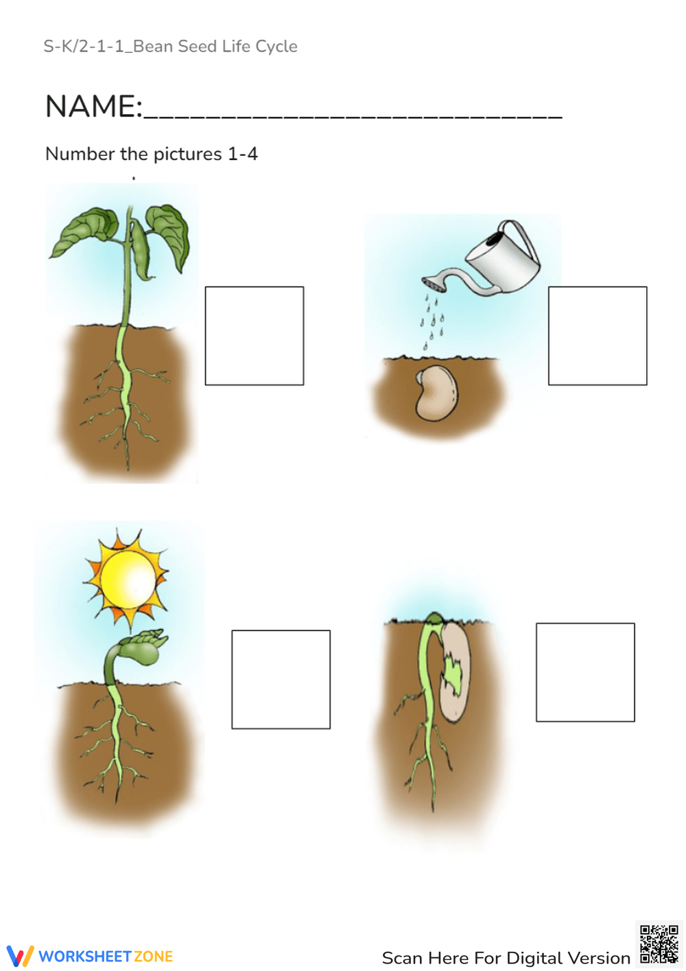 Bean Plant Life Cycle Worksheets Life Cycles Worksheets Workybooks