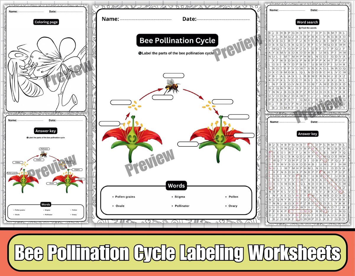 Bee Pollination Cycle Labeling Diagram Coloring Word Search Bee Science Activities For Kids Teaching Resources