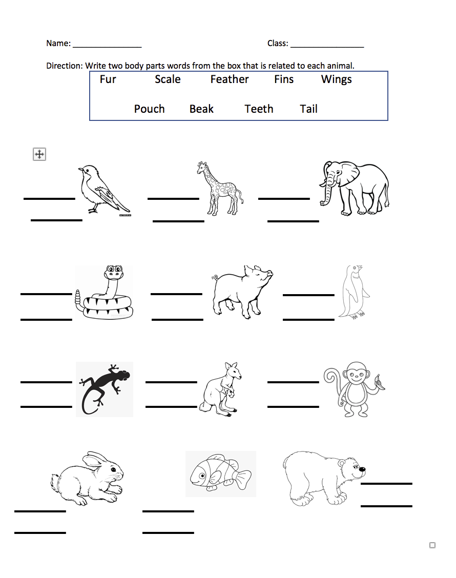 Animals Body Parts Worksheet Storyboard By Templates