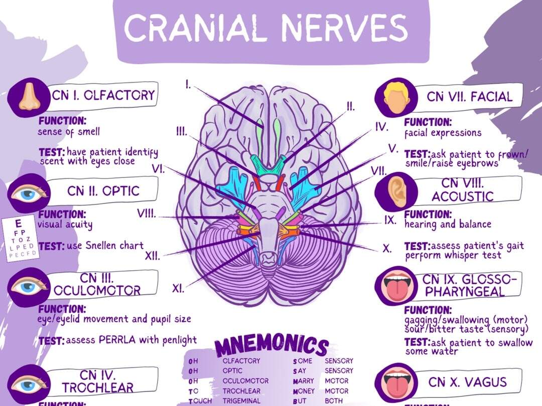 Printable Cranial Nerves Worksheets
