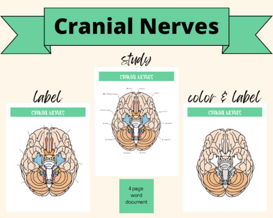 Cranial Nerves Study Guide Chart And Picture Label Color Function Test Sensory Motor Mnemonic For Study Anatomy For Physical Therapy Etsy