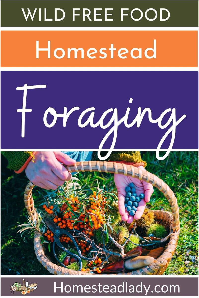 Foraging Wild Free Food Homestead Lady