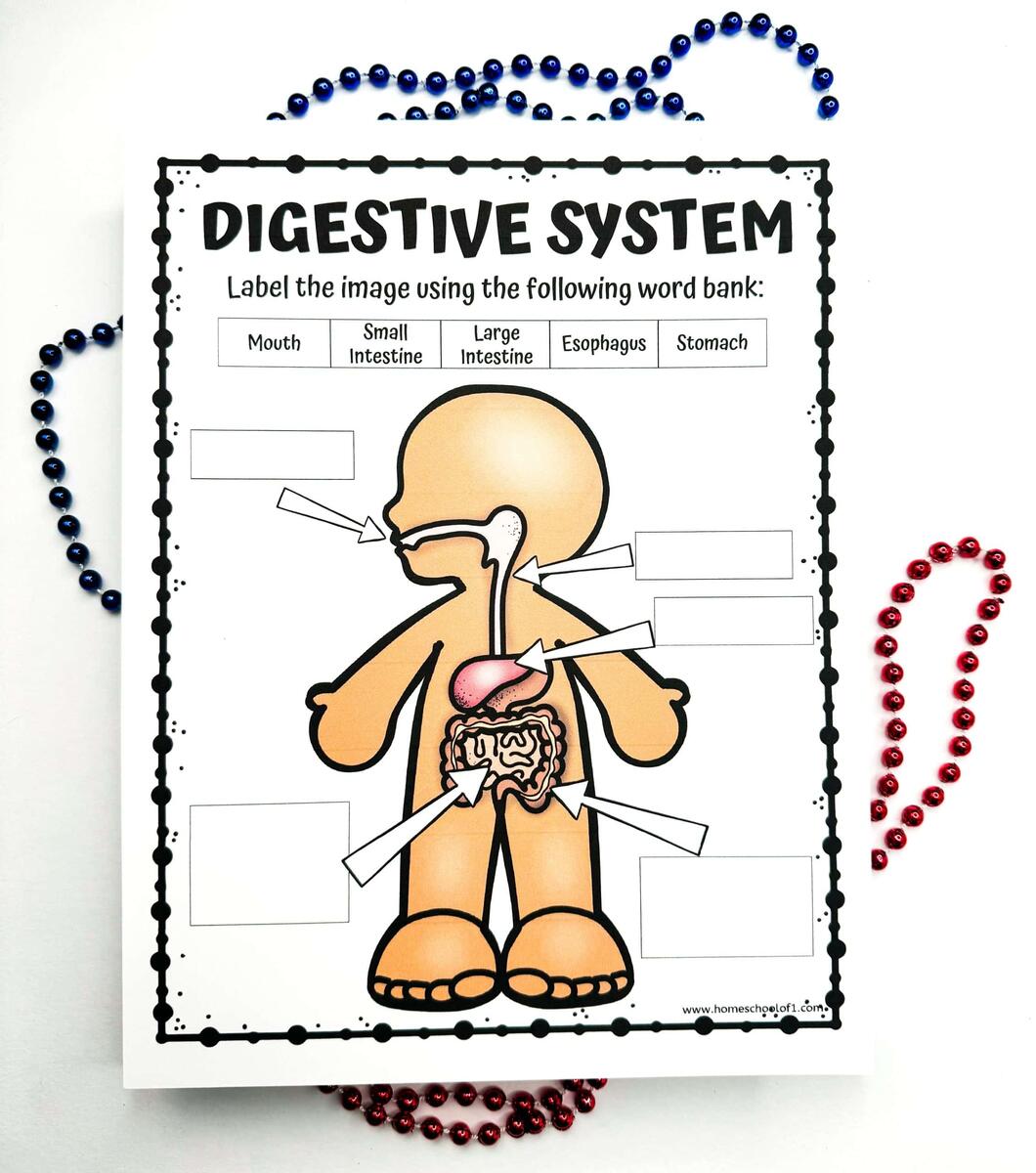 Free Digestive System Labeling Worksheet