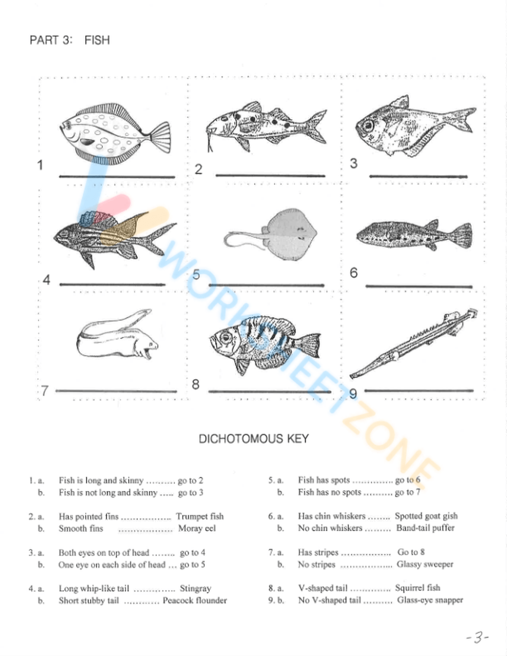 Animal Dichotomous Key Classful