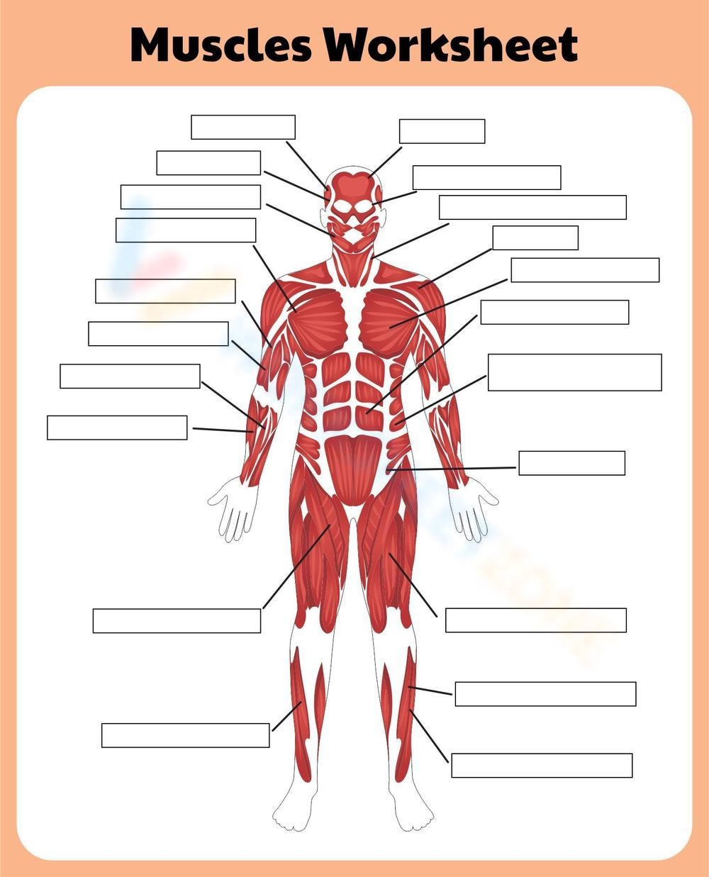 Free Printable Muscular System Worksheet Collection Worksheets Library Free Printable Muscular System Worksheet Collection Worksheets Library