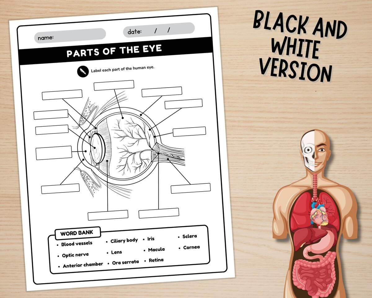 Human Eye Anatomy Worksheet Coloring Page Free Printable