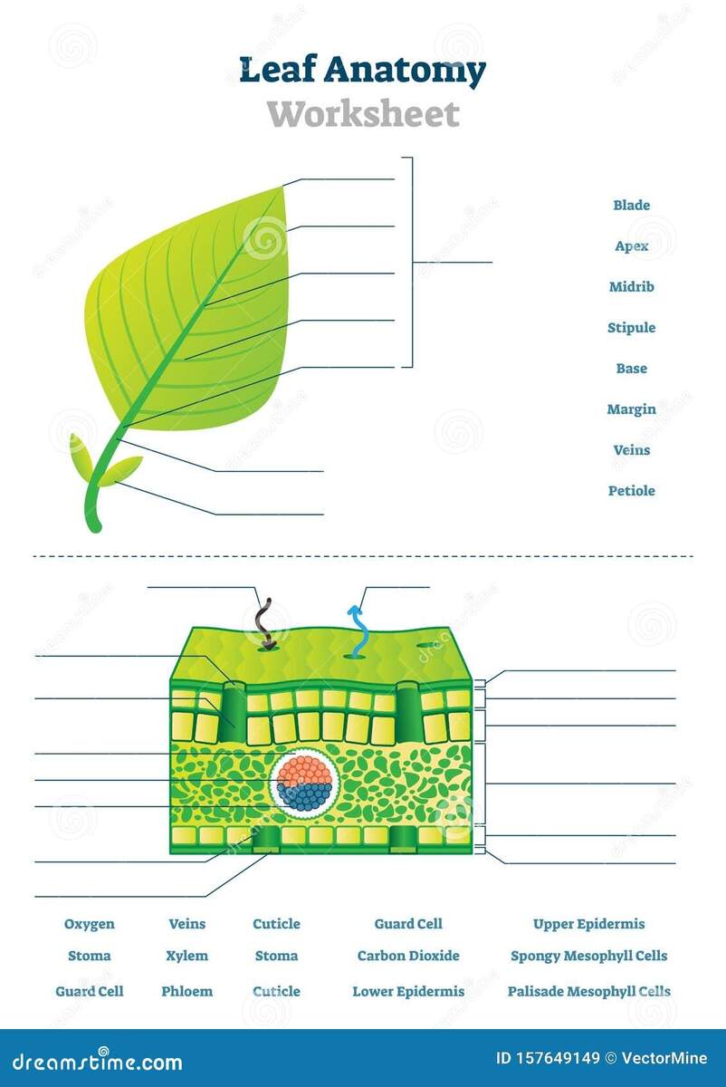 Leaf Anatomy Worksheet Vector Illustration Labeled Blank Biology Closeup Stock Vector Illustration Of Leaf Internal 157649149 Free Types Of Leaves Worksheet