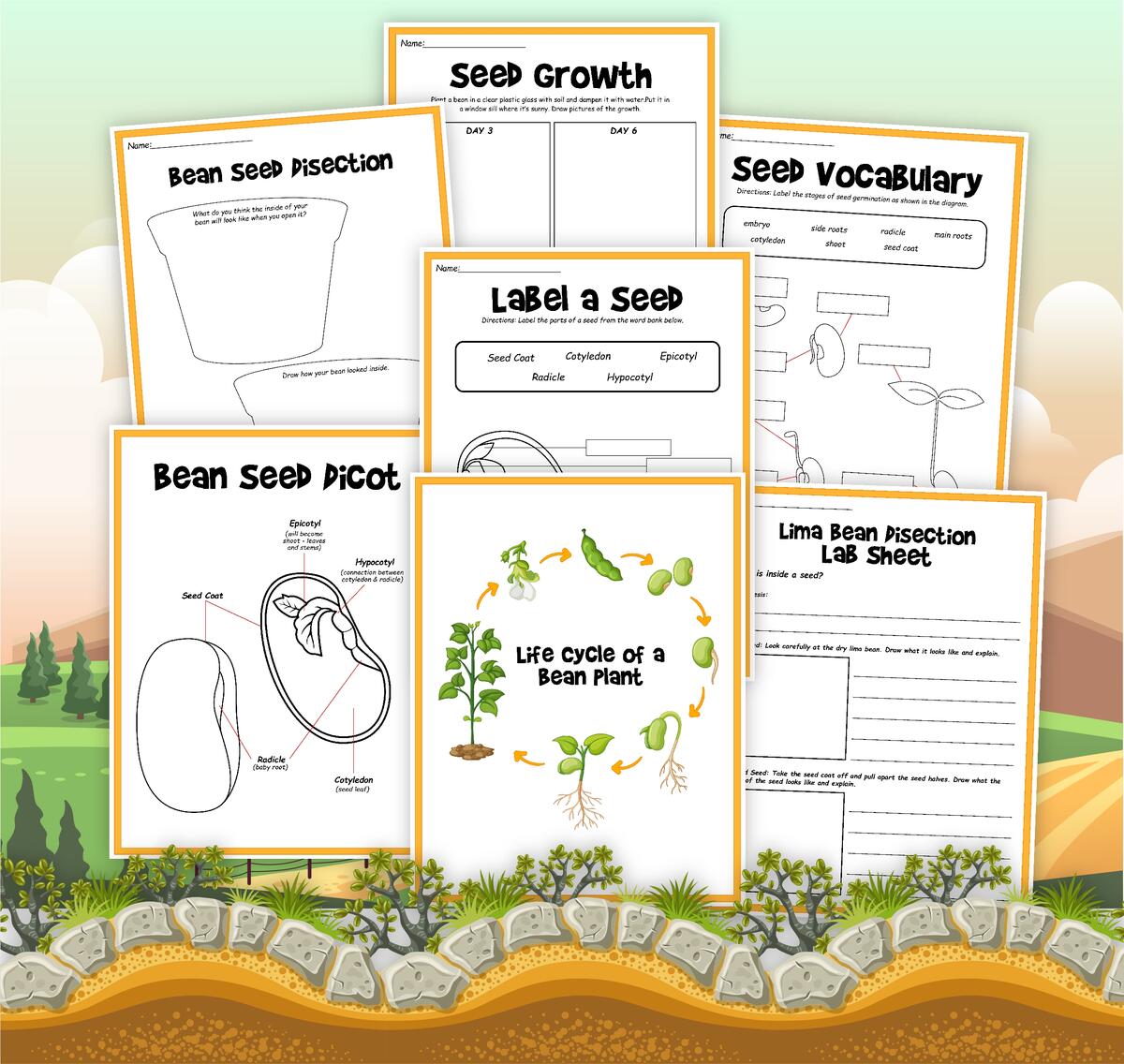 Life Cycle Of A Bean Plant Little Bins For Little Hands