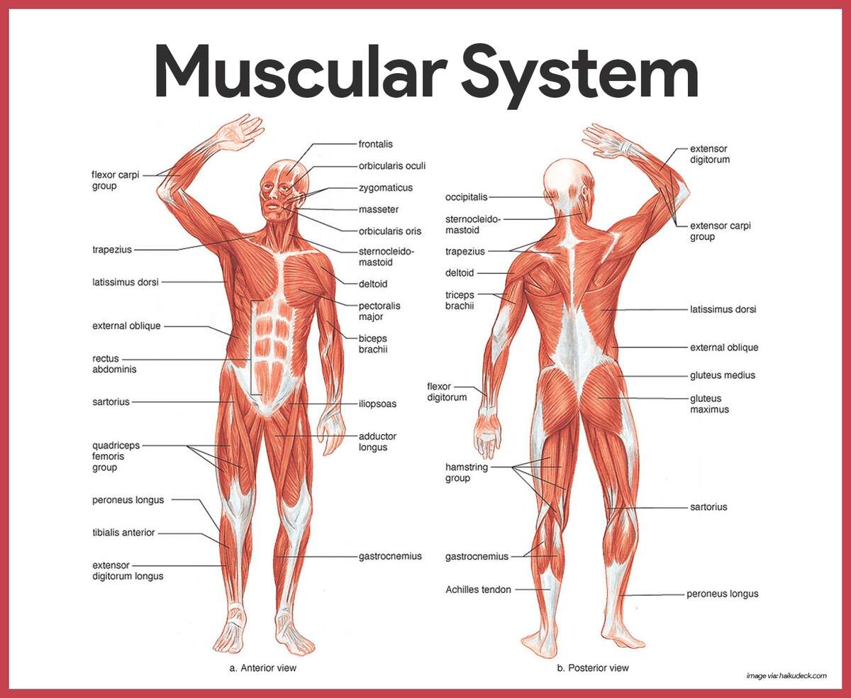 Muscular System Anatomy And Physiology Nurseslabs Muscular System Anatomy And Physiology Nurseslabs