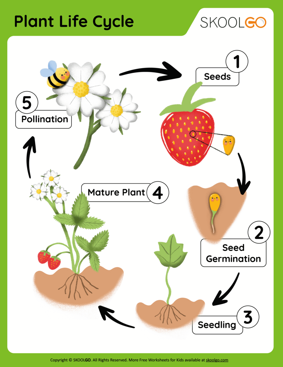 Plant Life Cycle Free Worksheet SKOOLGO Plant Life Cycle Free Worksheet SKOOLGO