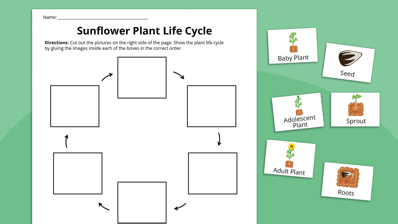 Plant Life Cycle Worksheet Bundle Free Printables Plant Life Cycle Worksheet Bundle Free Printables