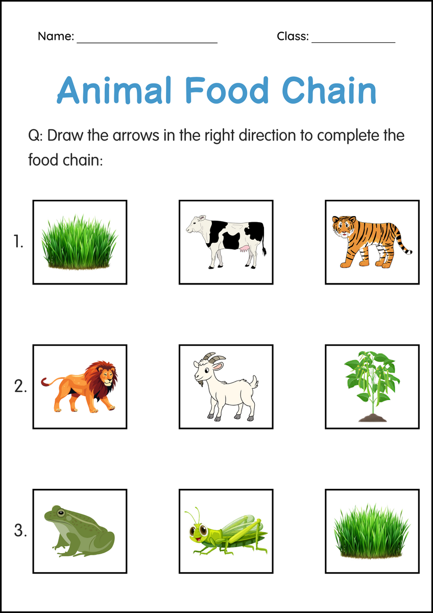 Printable Animals Food Chain Activity Worksheets For Grade 1 2 3 Made By Teachers Printable Animals Food Chain Activity Worksheets For Grade 1 2 3 Made By Teachers