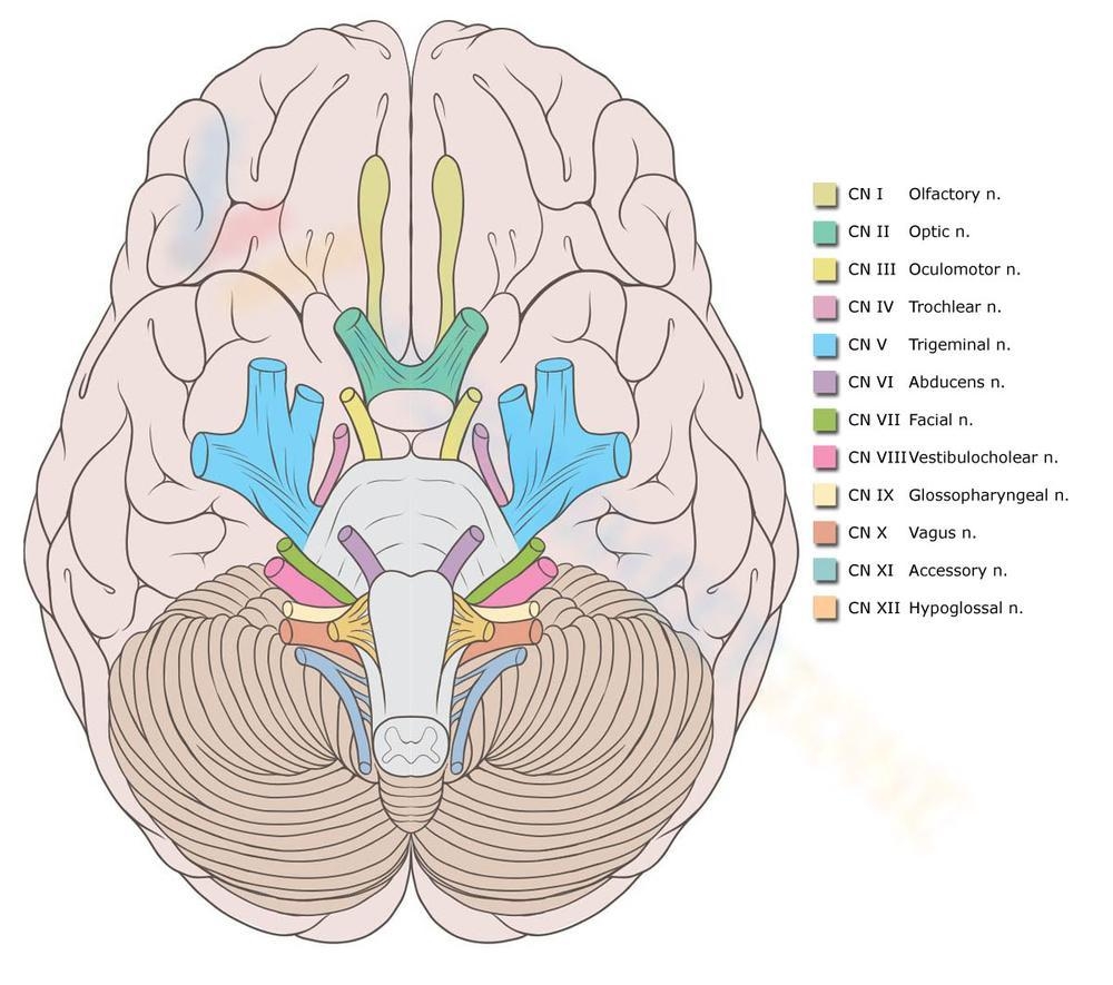 Printable Cranial Nerves Worksheets